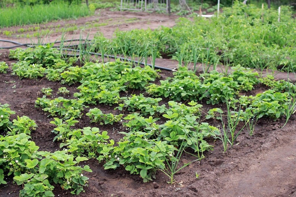 Comment bien s'équiper pour un potager réussi ?